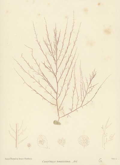 British Sea-Weed by English School